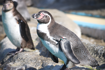 写真：ペンギンのイベント