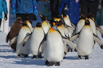 写真：ペンギンのイベント