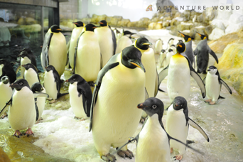 写真：ペンギンのイベント