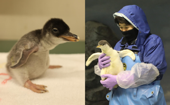 写真：ペンギンのイベント