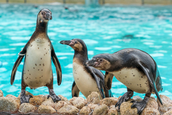 写真：ペンギンのイベント