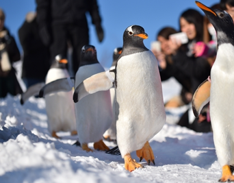 写真：ペンギンのイベント