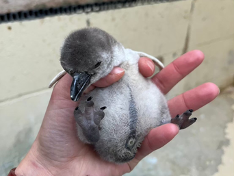 写真：ペンギンのイベント