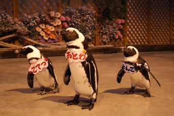 写真：ペンギンのイベント