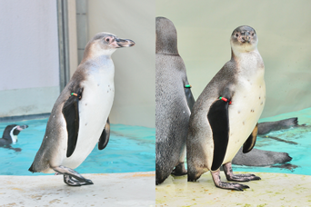 写真：ペンギンのイベント