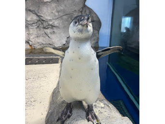 写真：ペンギンのイベント