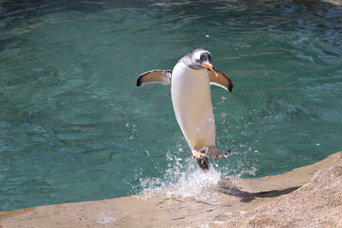 写真：ペンギンのイベント