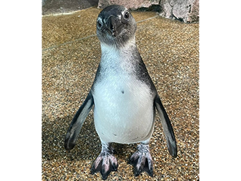 写真：ペンギンのイベント