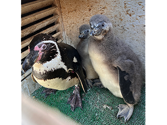 写真：ペンギンのイベント