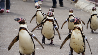 「ペンギンの海まで遠足」実施中（おたる水族館／北海道）