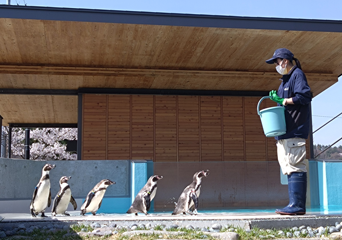 学べる「フンボルトペンギンガイド」開催中（小諸市動物園／長野県）