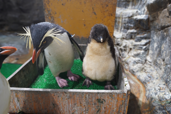 写真：ペンギンのイベント