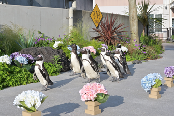 写真：ペンギンのイベント