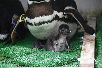 写真：ペンギンのイベント