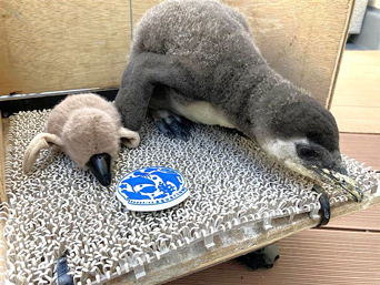写真：ペンギンのイベント