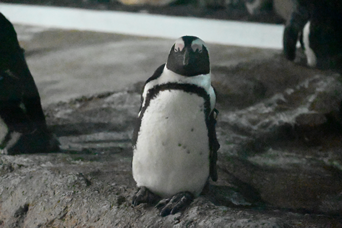 写真：ペンギンのイベント