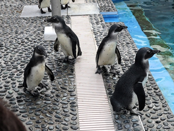 写真：ペンギンのイベント