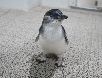 写真：ペンギンのイベント