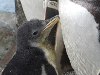 写真：ペンギンのイベント