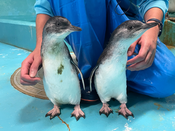 写真：ペンギンのイベント