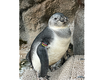 写真：ペンギンのイベント