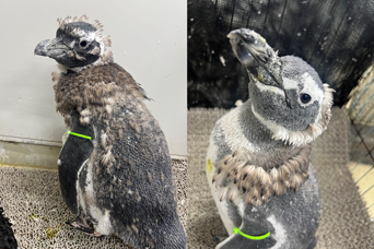 写真：ペンギンのイベント