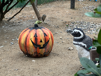 写真：ペンギンのイベント
