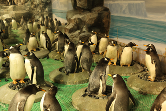 写真：ペンギンのイベント