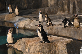写真：ペンギンのイベント