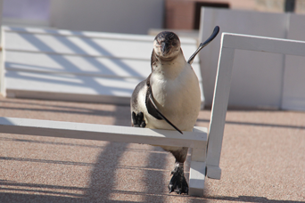 ペンギン