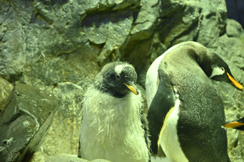 写真：ペンギンのイベント