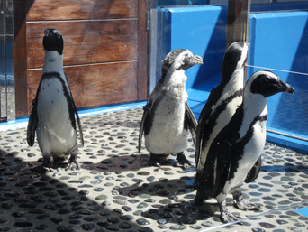 写真：ペンギンのイベント