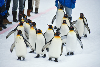 写真：ペンギンのイベント