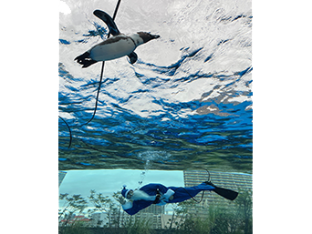 写真：ペンギンのイベント