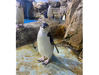 写真：ペンギンのイベント