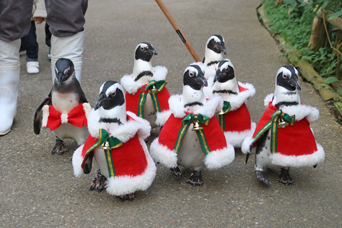 写真：ペンギンのイベント