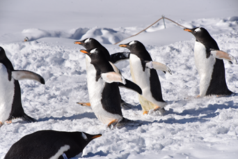 写真：ペンギンのイベント