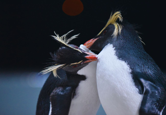 写真：ペンギンのイベント