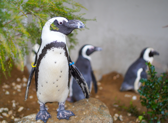 写真：ペンギンのイベント