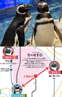 写真：ペンギンのイベント