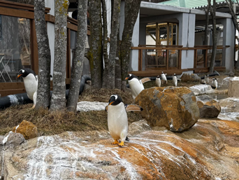 写真：ペンギンのイベント