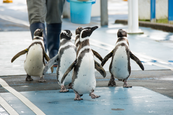 写真：ペンギンのイベント