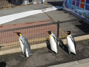 写真：ペンギンのイベント