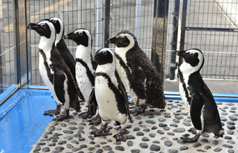 写真：ペンギンのイベント