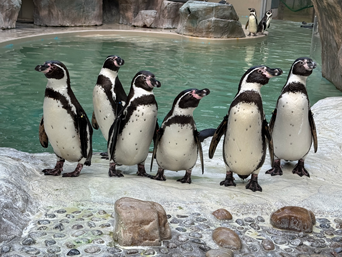 写真：ペンギンのイベント