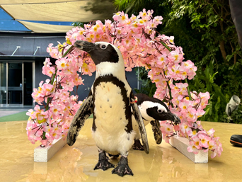 写真：ペンギンのイベント