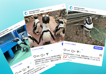 写真：ペンギンのイベント