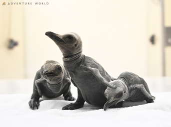 写真：ペンギンのイベント