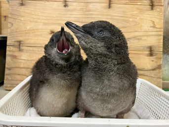 写真：ペンギンのイベント