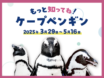 ペンギンニュースを掲載しました！